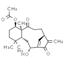 Kongensin A