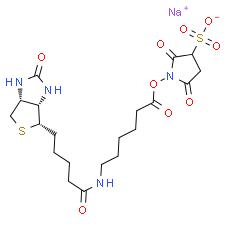 Sulfo-NHS-LC-Biotin
